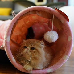 Cat Nest & Tunnel